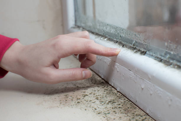 Best Water Damage & Mold Remediation  in Carthage, IL